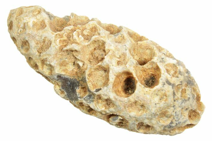 Fossil Cycadophyte Seed Cone - Boujdour, Morocco #348993